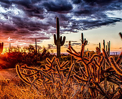 Scottsdale Arizona cactus and sunset