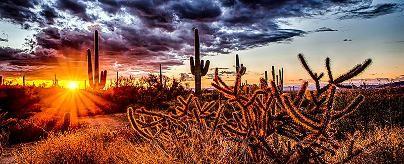 Scottsdale Arizona cactus and sunset